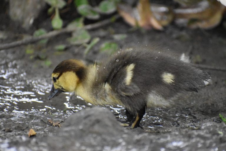 canard, new born, tout petit, en buvant, faune, animal, portrait, fourrure, étang, bord du lac, nature, lac, fleuve, mousse, zone humide, marais, boueux, observation des oiseaux, photographie animalière sympa, unique, différent, mouvement, céleste, création, bébé, juste né juste essayer