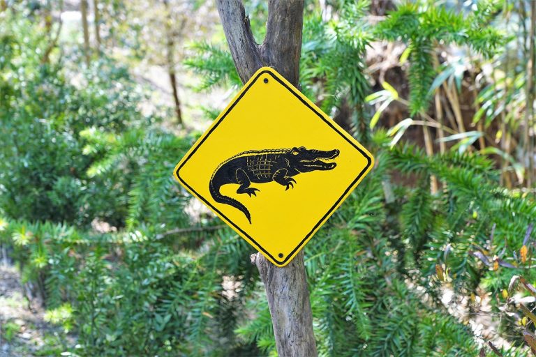 australie, signer, la nature, parc, panneau de signalisation, attention, kangourou, panneaux, un avis, jaune, paysage, animal, forêt, marquage, ensoleillé, espèces animales, avertir, direction, voyager, vacances, lac, tessin