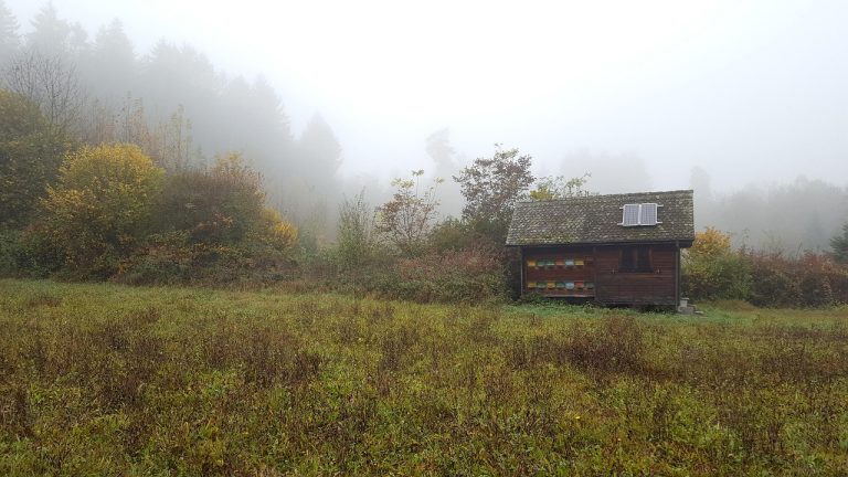 brouillard, forêt, nature, glade, cabane, ruche, tombe, cellule photovoltaïque, panneau solaire