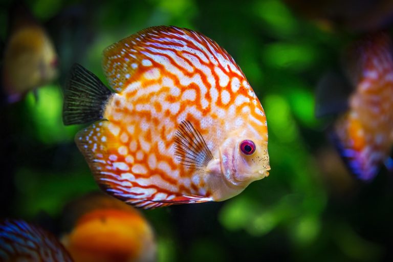 poisson discus, poisson, aquarium, faune, symphysodon aequifasciatus, nature, animal, baignade, sous-marin, aquatique, pour les animaux aquatiques de, squameux, poisson, poisson, poisson, poisson, poisson