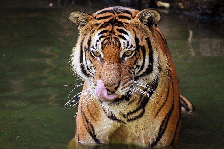 tigre, zoo, grand chat, rayures, félin, mammifère, nature, faune, chats sauvages, dangereux, en voie de disparition, région sauvage, l'eau, fleuve, baignade, recharger, une baignoire, mouiller, langue, le sourire, osiers, panthère, guépard, photographe animalier 2023-2024, photographie animalière