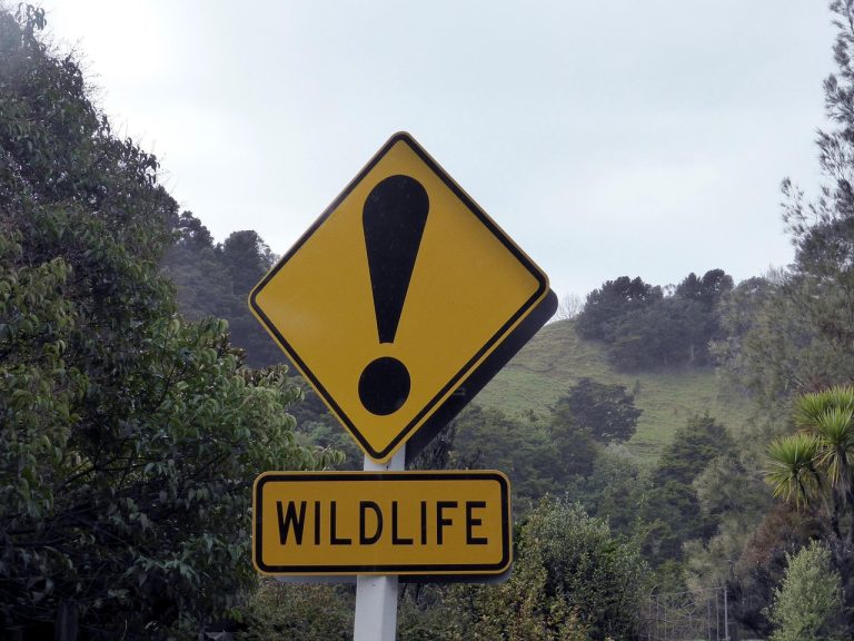 faune, signer, panneau de signalisation, nouvelle-zélande