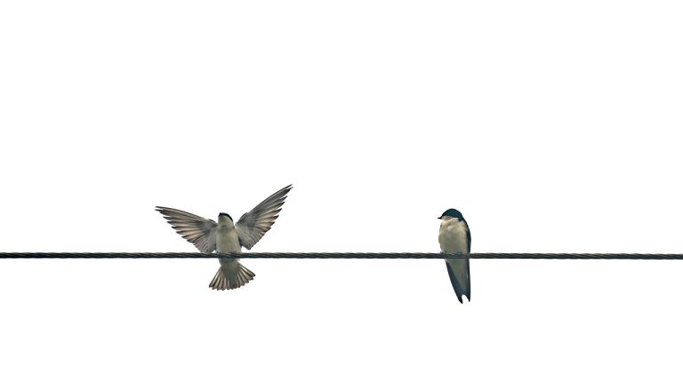 oiseau, câble, martin, avaler, ailes, en volant, ligne hydroélectrique, ligne électrique, ligne téléphonique, recharge, ailes déployées, nature, hirondelle bicolore