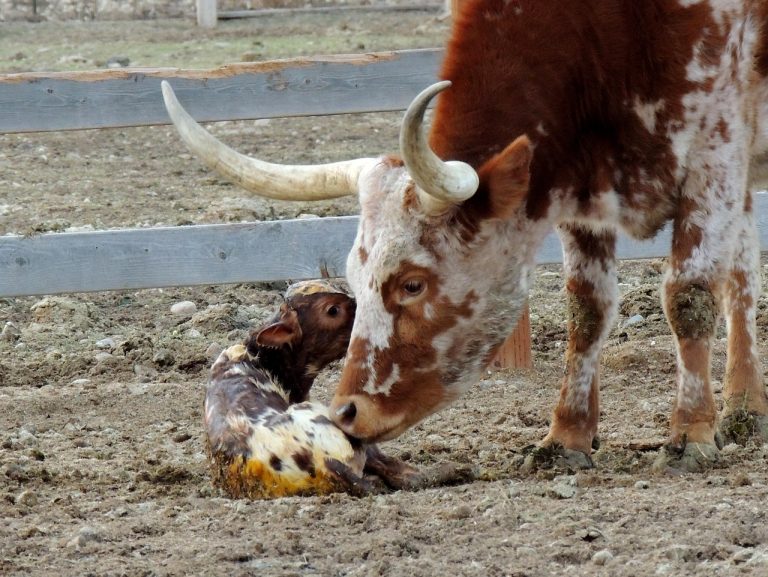 new born, veau, cultiver, nature, animaux, vache, rural, sabot, jeune, animaux domestiques, stock, repos, longhorn, texas, texas longhorns, l'été, le printemps, troupeau, ranch