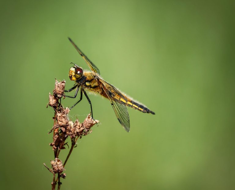 libellule, été, solaire, insecte, nature, prairie, vert, fermer, animaux