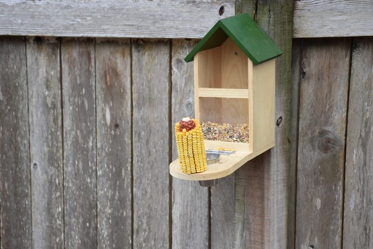 mangeoire pour écureuils, mangeoire pour les oiseaux, mangeoire, gestion de la faune, nourriture pour oiseaux, nature, graines pour oiseaux, maïs d'écureuil, écureuil, des oiseaux
