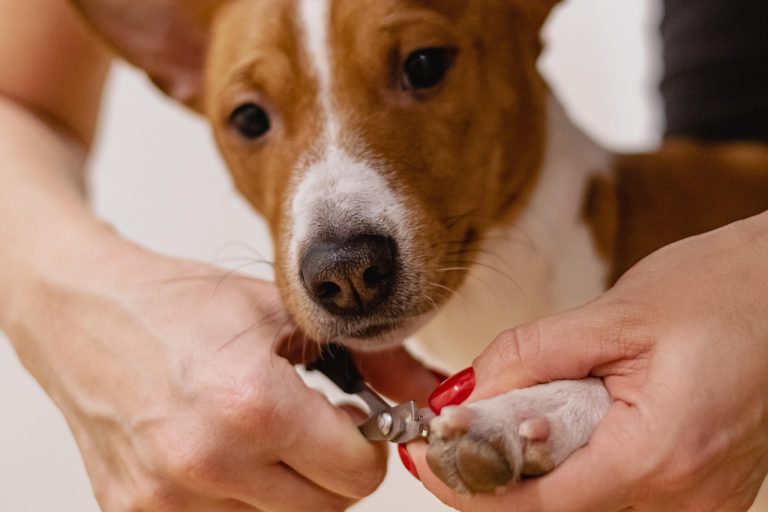 coupe des ongles, toilettage pour animaux de compagnie, chien, nature, salon pour animaux de compagnie, animal, animal de compagnie, toiletteur, soins pour animaux de compagnie, canin