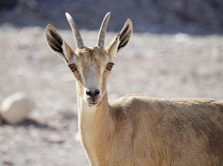 le bouquetin de nubie, jeune, désert, israël, nature, eilat, faune, habitant du désert, animal, sauvage